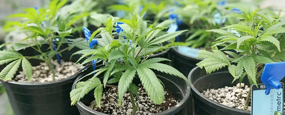 Cannabis clones