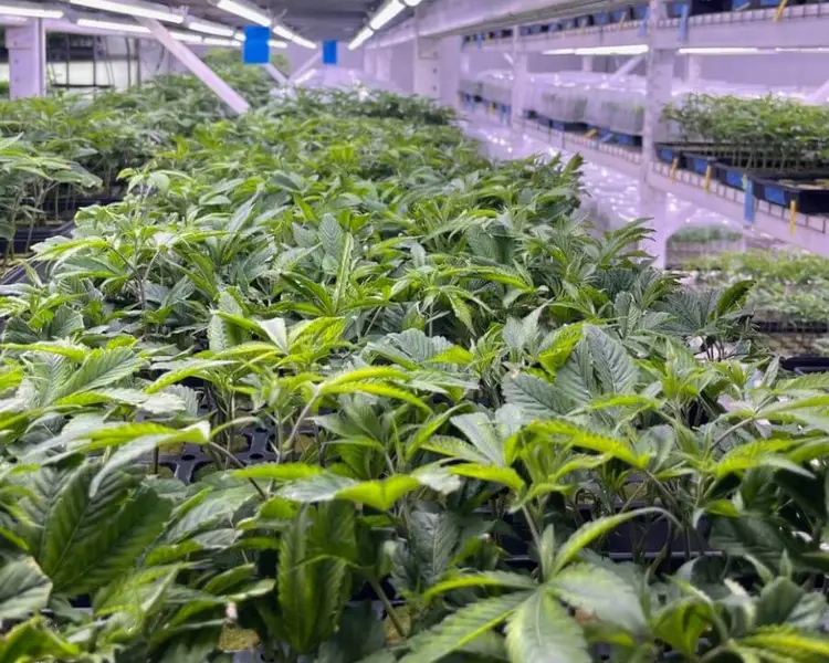 Cannabis clones