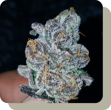 Cannabis clones