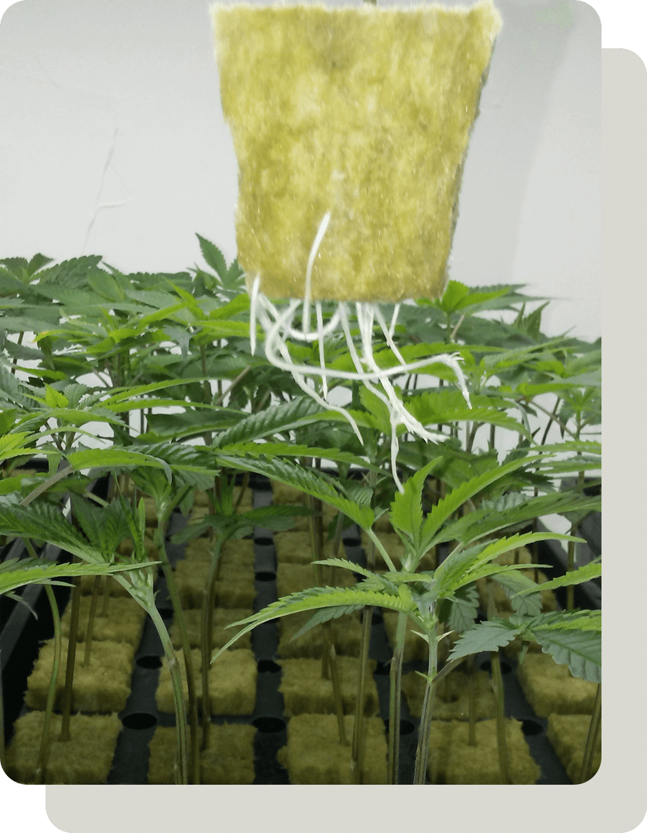 Cannabis clones