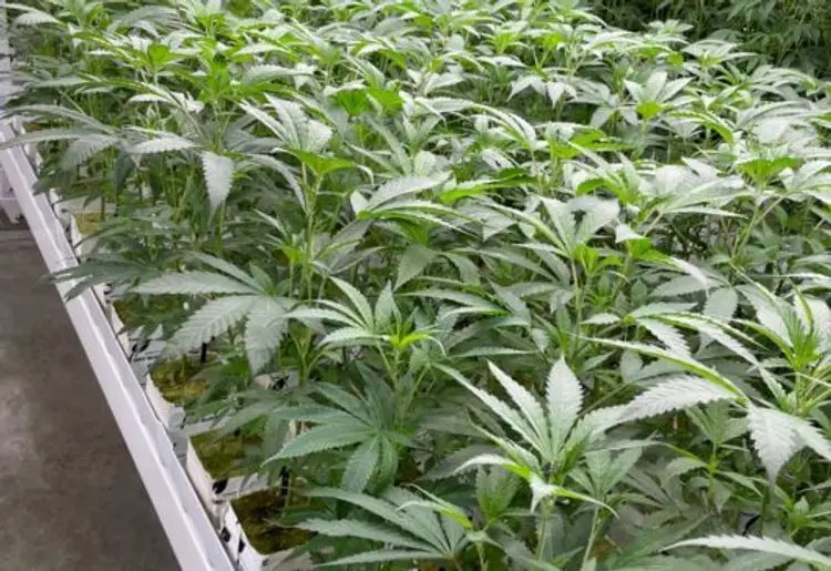Healthy Rooting