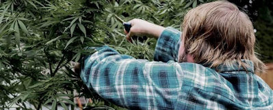 Marijuana legalization can generate thousands of new jobs.