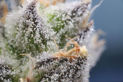 One of the benefits of growing marijuana using aeroponics is the higher trichome amount.
