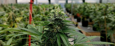 Growers’ licenses are divided into different tiers depending on the facility square footage.