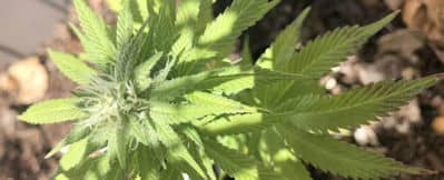 Top Cannabis Growing Tips And Tricks To Improve Your Harvest
