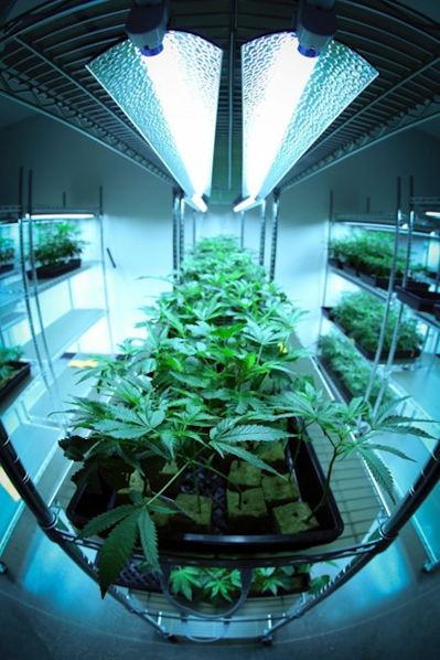 An example of fluorescent lamps used for growing cannabis.