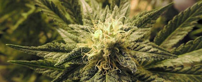 ndoor-grown marijuana with buds and pistils