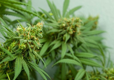 Using high-quality clones can contribute to better medicinal cannabis
