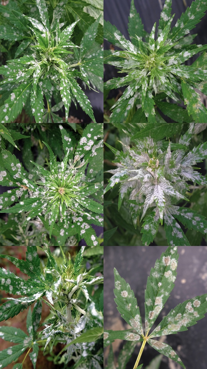 Recognizing Mold Early