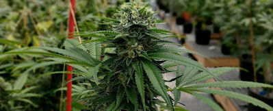Successful cannabis farms have transparent processes and operations.