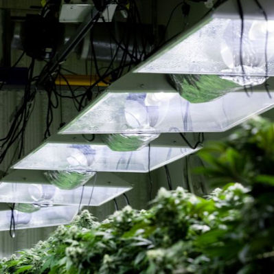 Fluorescent lights or LED grow lights with adjustable settings are ideal for this stage because they provide gentle illumination without generating excessive heat.
