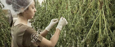 The drying process is a crucial part of farming cannabis.