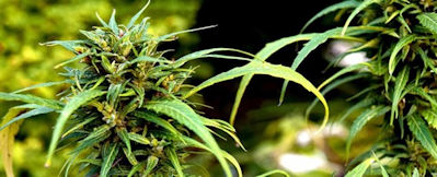 Start with the best clones in Los Angeles to produce superior products