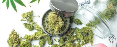 Buy high-quality marijuana clones for higher chances of growing success!