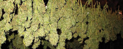 Dry your cannabis buds in a room that is dark, cool, and has low humidity