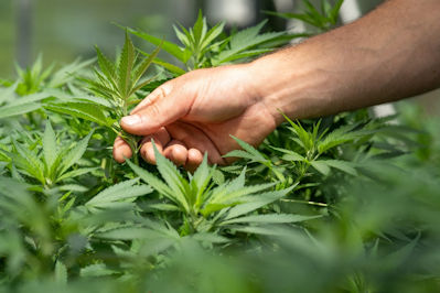 Village Farms International has signed a deal to produce greenhouse cannabis 