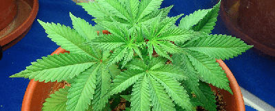 The vegetative stage is the best time to take a cutting from your cannabis.