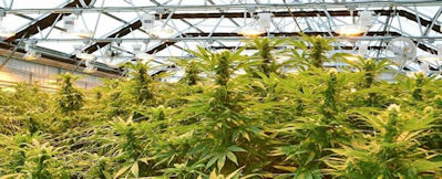 Cannabis farm in Oregon. New applications for producers are closed for now, but you can purchase a licensed business
