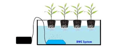 Best Hydroponic Nutrients for Marijuana The Dos and Don’ts