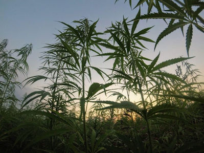 Move over wine and beer, cannabis tours are the next big thing!