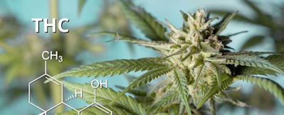 THC is one of the cannabinoids that interact with our endocannabinoid system.