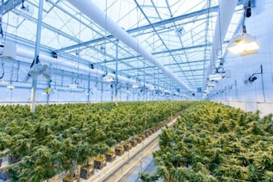 In this image, HIDs are used with sunlight to encourage healthy growth.