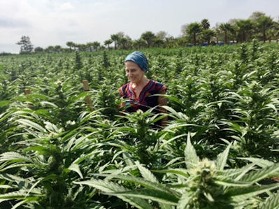 Michigan Marijuana Grower’s