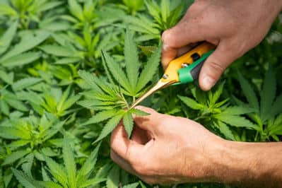 An Introduction to Pruning Marijuana