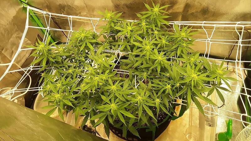 Cannabis clones and seeds in Training Techniques Overview - Homegrown Nursery
