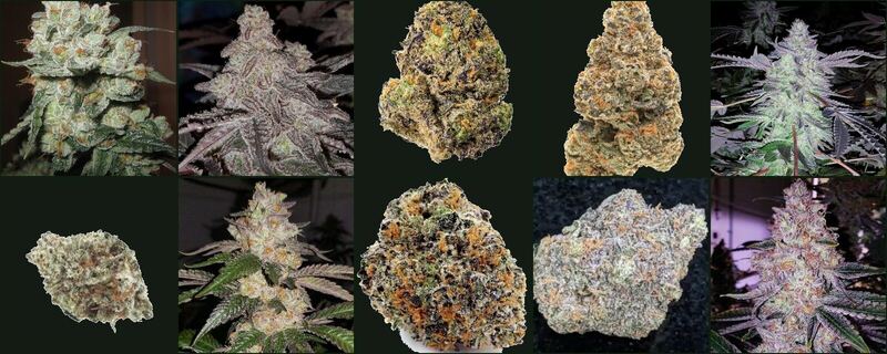 Cannabis clones and seeds in Strain Comparison Guide - Homegrown Nursery
