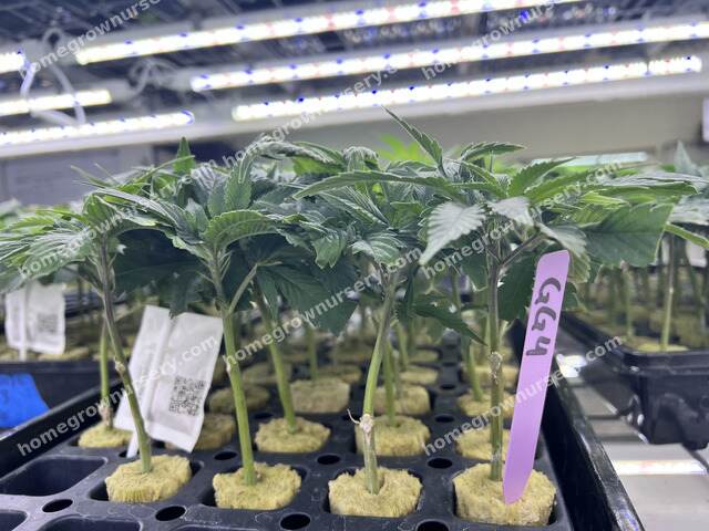 Cannabis clones and seeds in Beginner's Guide: Growing Cannabis from Clone